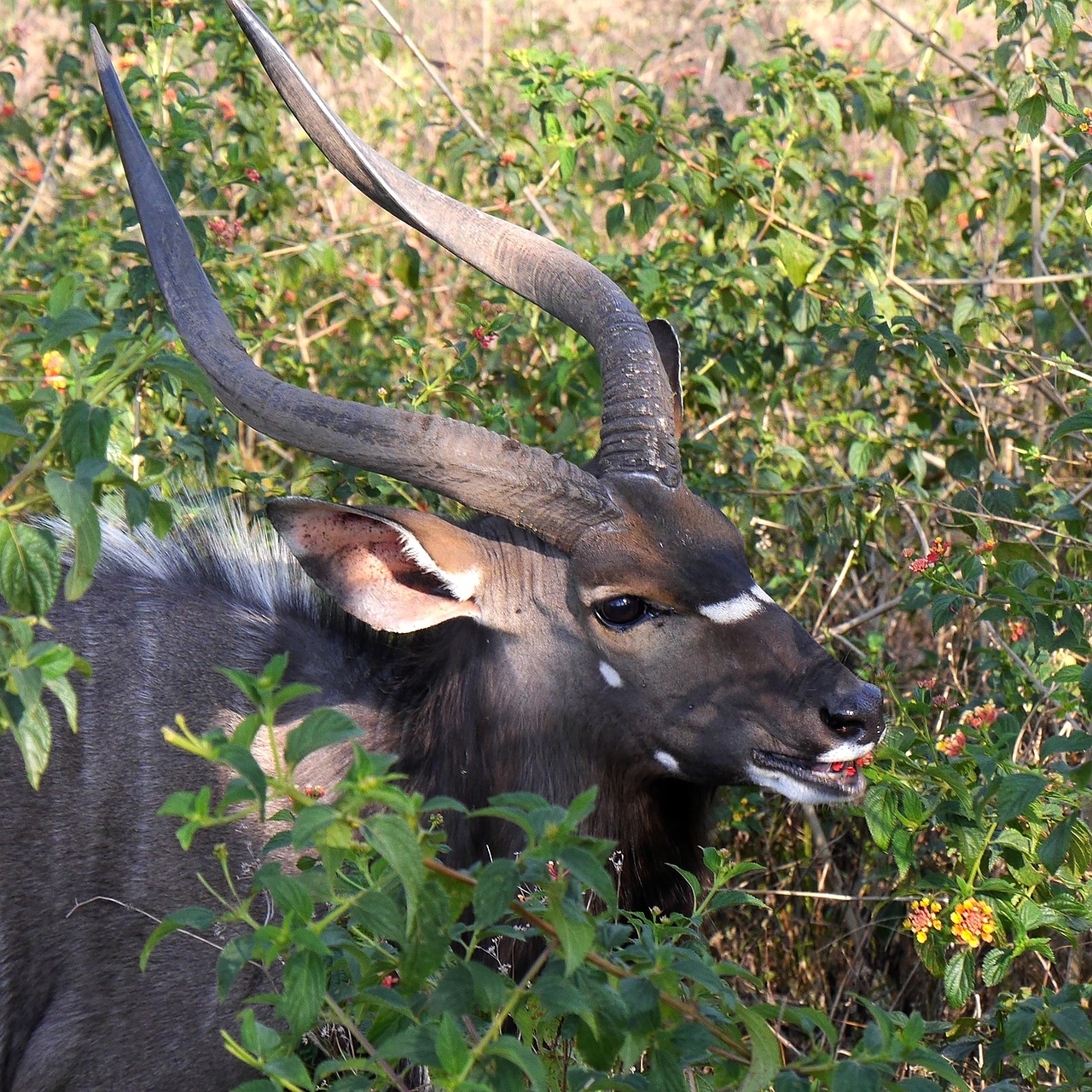 Nyala